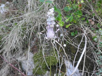 Allium carinatum - Amaryllidaceae