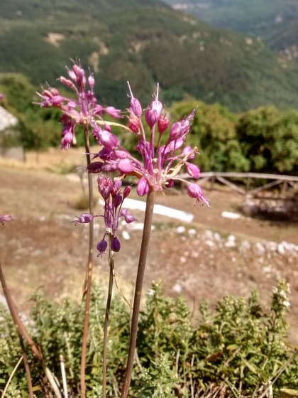 Allium carinatum - Amaryllidaceae