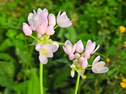 Allium roseum - Amaryllidaceae