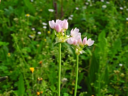 Allium roseum - Amaryllidaceae