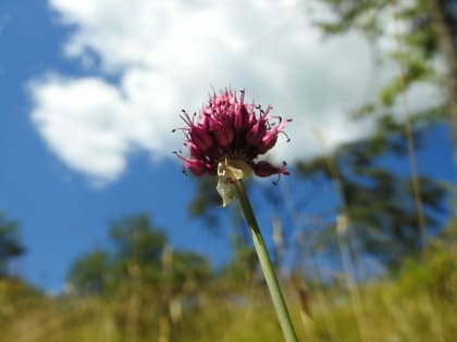 Allium sphaerocephalon - Amaryllidaceae