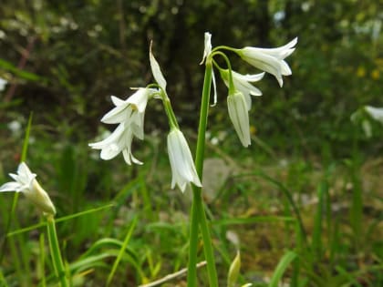 Allium triquetrum - Amaryllidaceae