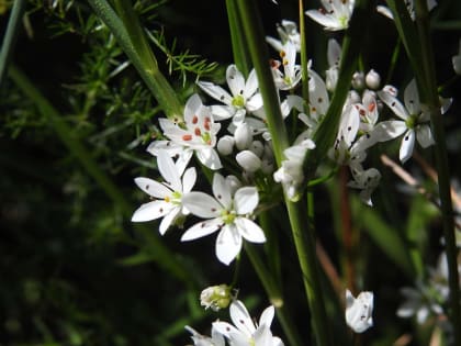Allium ursinum - Amaryllidaceae
