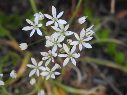 Allium ursinum - Amaryllidaceae