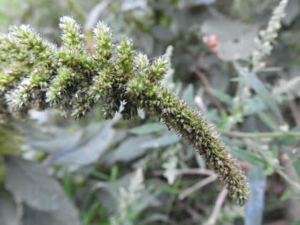 Amaranthus retroflexus - Amaranthaceae