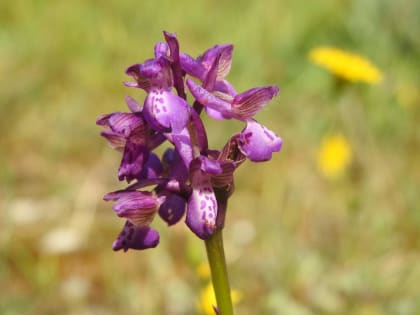 Anacamptis morio - Orchidaceae