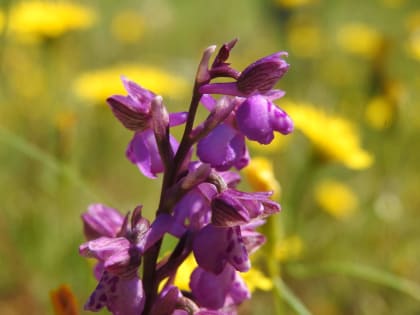 Anacamptis morio - Orchidaceae