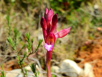 Anacamptis papilionacea - Orchidaceae