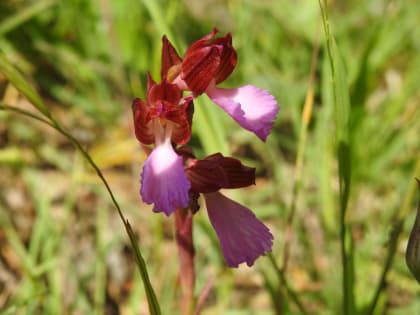 Anacamptis papilionacea - Orchidaceae