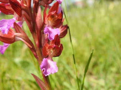 Anacamptis papilionacea - Orchidaceae