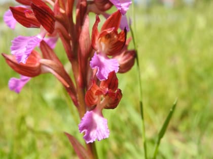 Anacamptis papilionacea - Orchidaceae