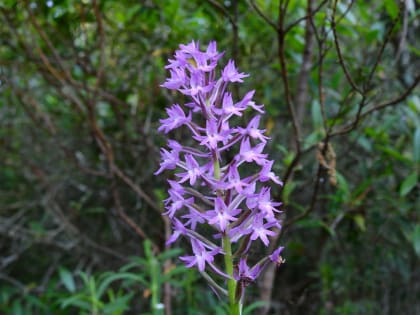 Anacamptis pyramidalis - Orchidaceae