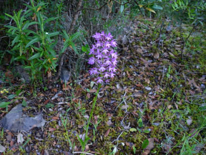 Anacamptis pyramidalis - Orchidaceae