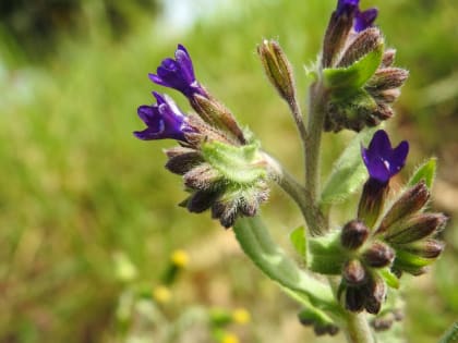 Anchusa undulata - Boraginaceae