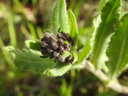 Anchusa undulata - Boraginaceae
