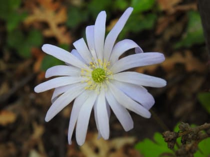 Anemone apennina - Ranunculaceae