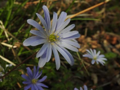 Anemone apennina - Ranunculaceae