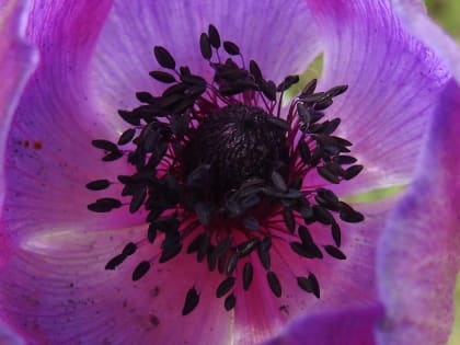 Anemone coronaria - Ranunculaceae