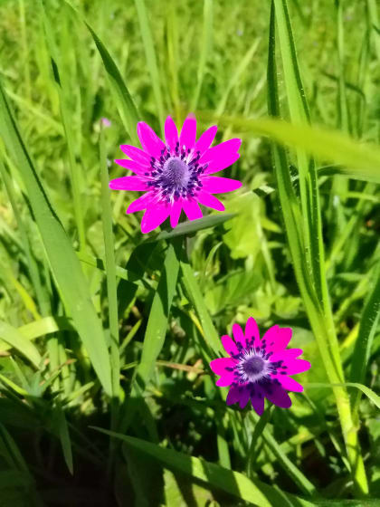 Anemone coronaria - Ranunculaceae