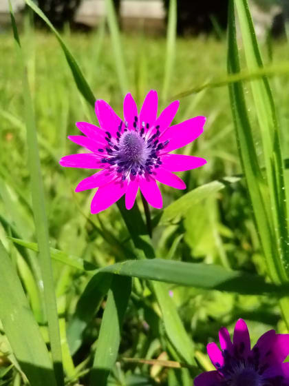 Anemone coronaria - Ranunculaceae