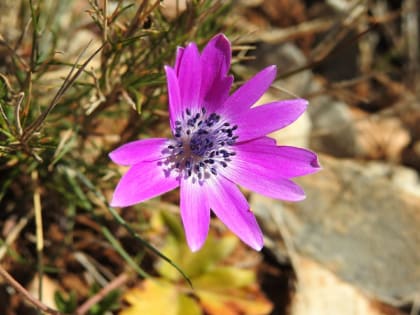 Anemone hortensis - Ranunculaceae