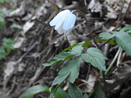 Anemonoides nemorosa - Ranunculaceae