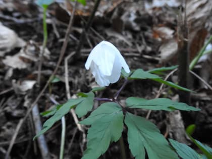 Anemonoides nemorosa - Ranunculaceae