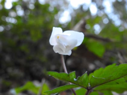 Anemonoides nemorosa - Ranunculaceae