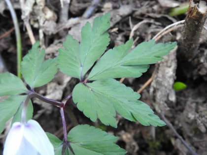 Anemonoides nemorosa - Ranunculaceae