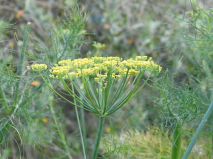 Anethum foeniculum - Apiaceae