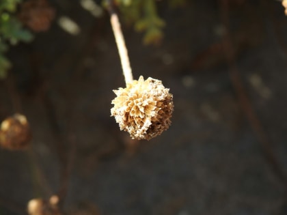 Anthemis maritima - Asteraceae