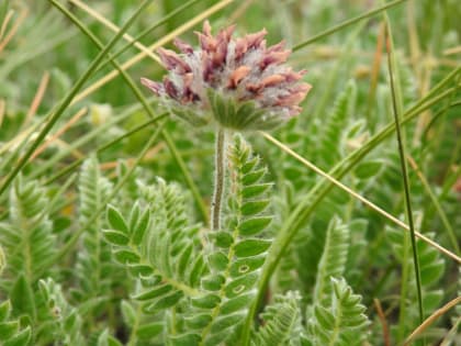 Anthyllis montana - Fabaceae