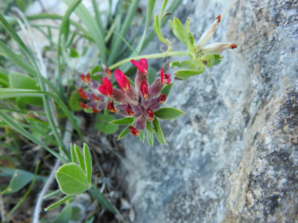 Anthyllis vulneraria - Fabaceae