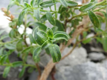 Antirrhinum latifolium - Plantaginaceae