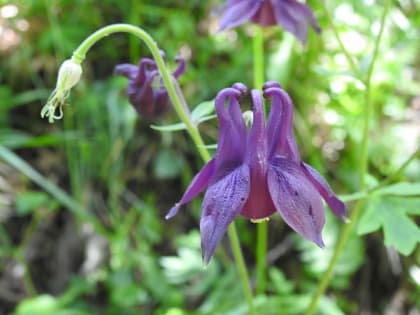 Aquilegia atrata - Ranunculaceae