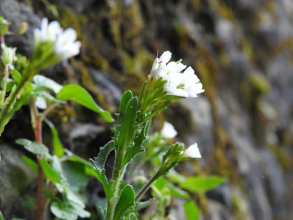 Arabis collina - Brassicaceae