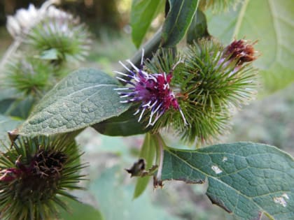 Arctium lappa - Asteraceae