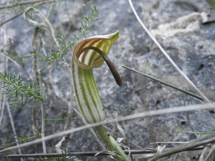 Arisarum vulgare - Araceae