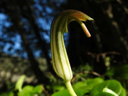 Arisarum vulgare - Araceae