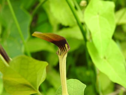 Aristolochia clematitis - Aristolochiaceae