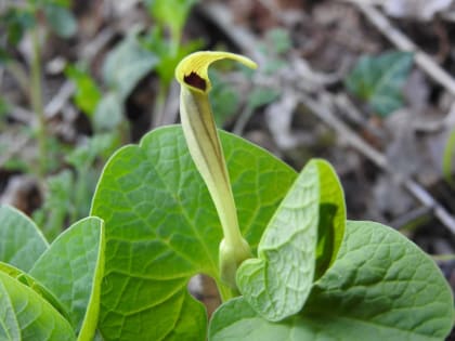 Aristolochia lutea - Aristolochiaceae