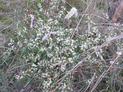 Asparagus acutifolius - Asparagaceae