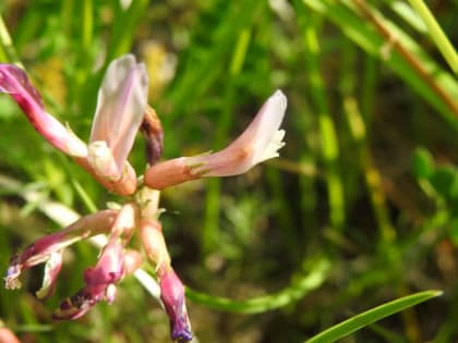 Astragalus monspessulanus - Fabaceae