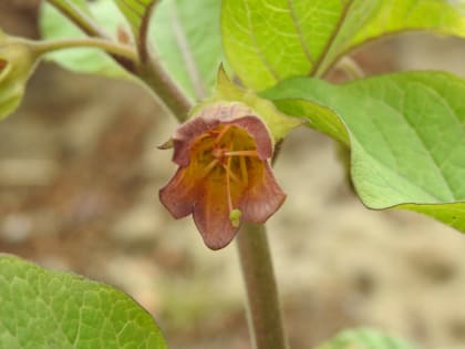 Atropa bella-donna - Solanaceae