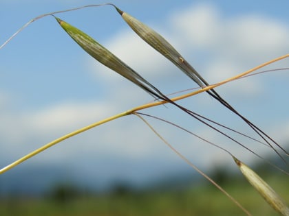 Avena sativa - Poaceae