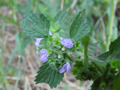 Ballota nigra - Lamiaceae