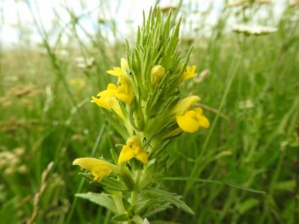 Bellardia viscosa - Orobanchaceae