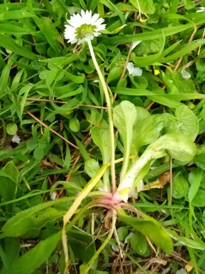 Bellis perennis - Asteraceae