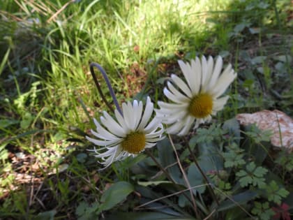 Bellis sylvestris - Asteraceae