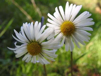 Bellis sylvestris - Asteraceae